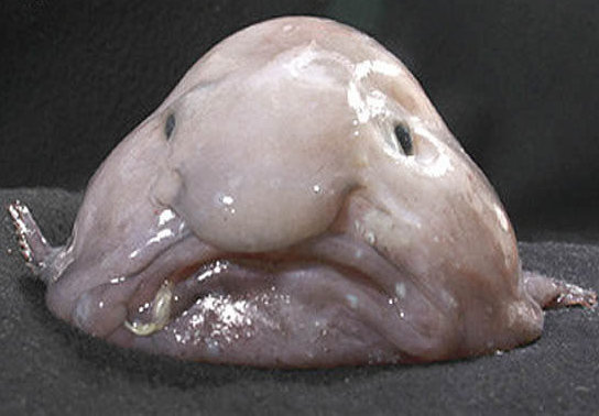 https://www.anschechesed.org/wp-content/uploads/2019/09/blobfish.jpg